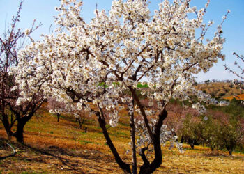 21η Μαρτίου – Παγκόσμια μέρα ποίησης