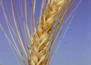 Εντός 48 ωρών η δήλωση αποθεματικών σε αγροτικά προϊόντα και πρώτες ύλες από τις επιχειρήσεις