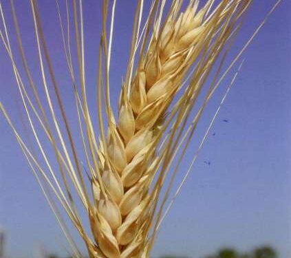 Εντός 48 ωρών η δήλωση αποθεματικών σε αγροτικά προϊόντα και πρώτες ύλες από τις επιχειρήσεις