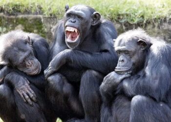 Ζώα σε αιχμαλωσία