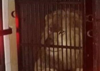 Βασανισμός ζώων προς τέρψη της ελίτ