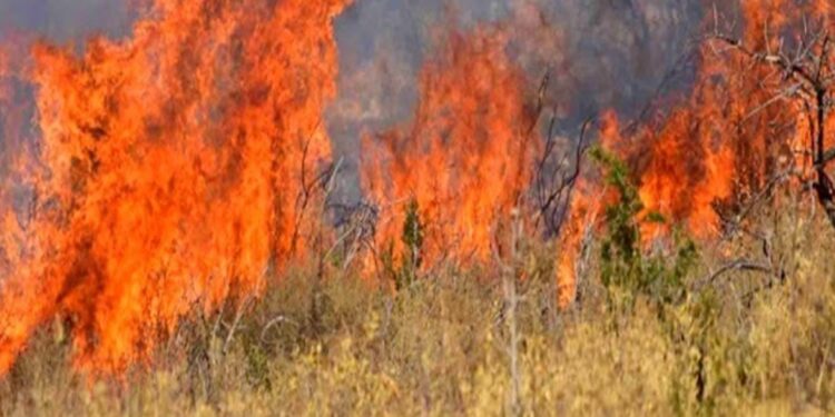 Φέριζα Σαρωνικού – Πυρκαγιά σε εξέλιξη και μήνυμα εκκένωσης από την Πολιτική Προστασία (112)